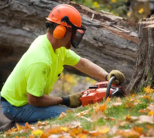 tree services Winnemucca